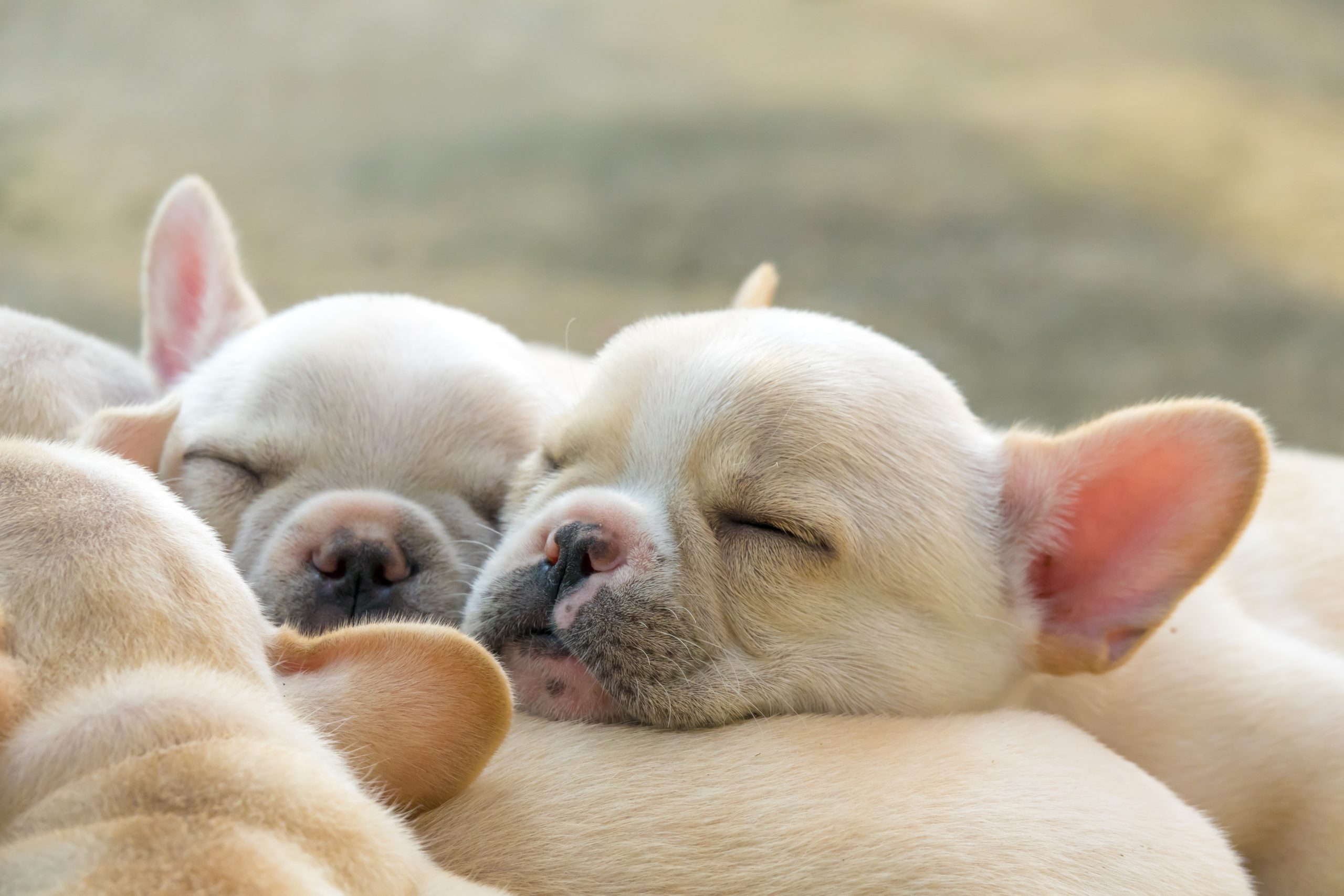 Puppy Vaccination: Why Antibody Testing Is Essential