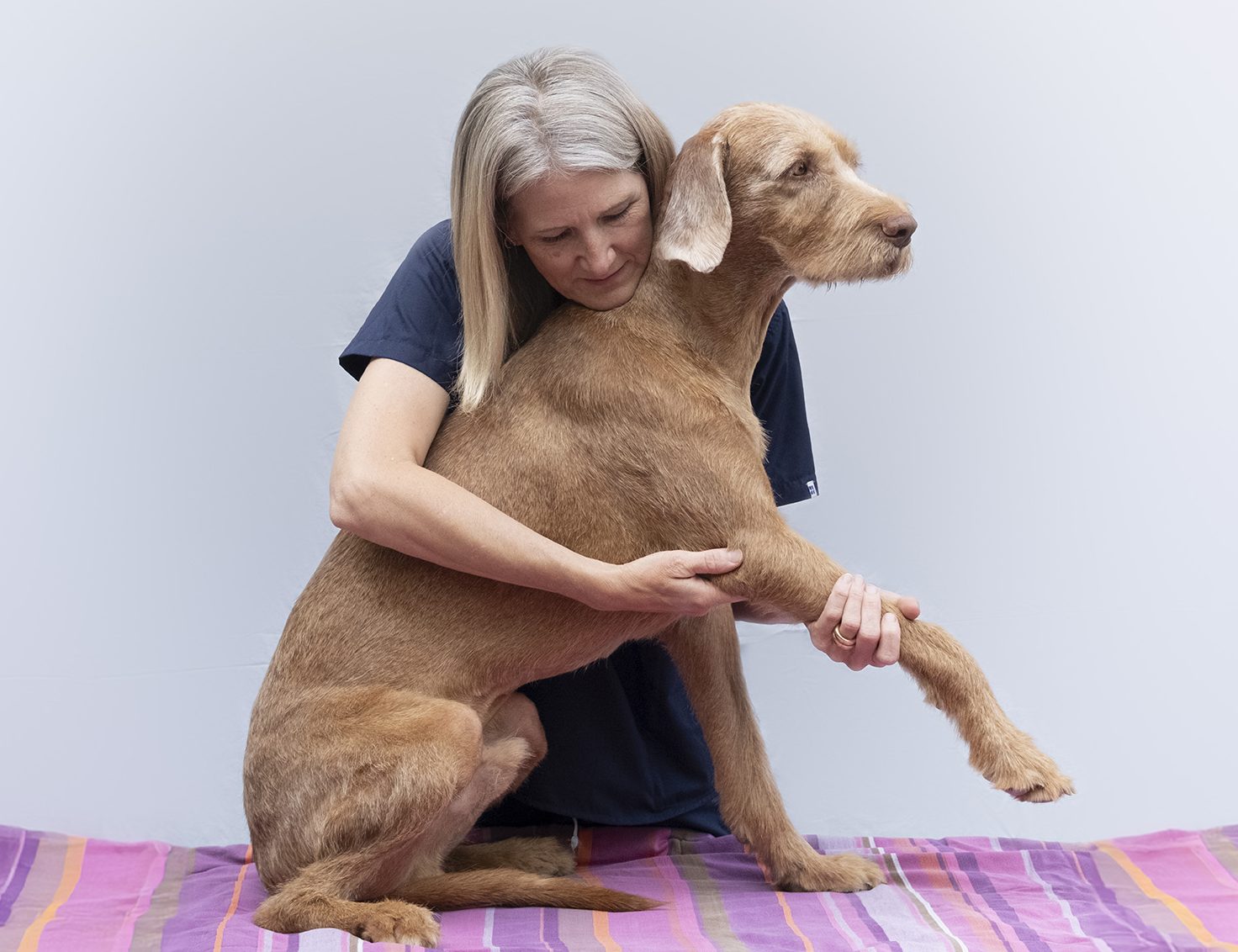 5 Things You Should Know About Animal Chiropractic Care