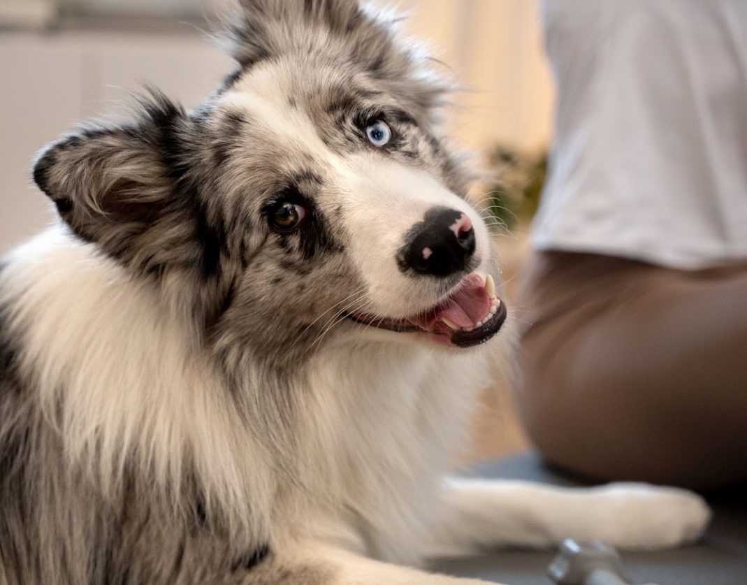 Balancing Yin and Yang: The Ancient Chinese Approach to Pet Health