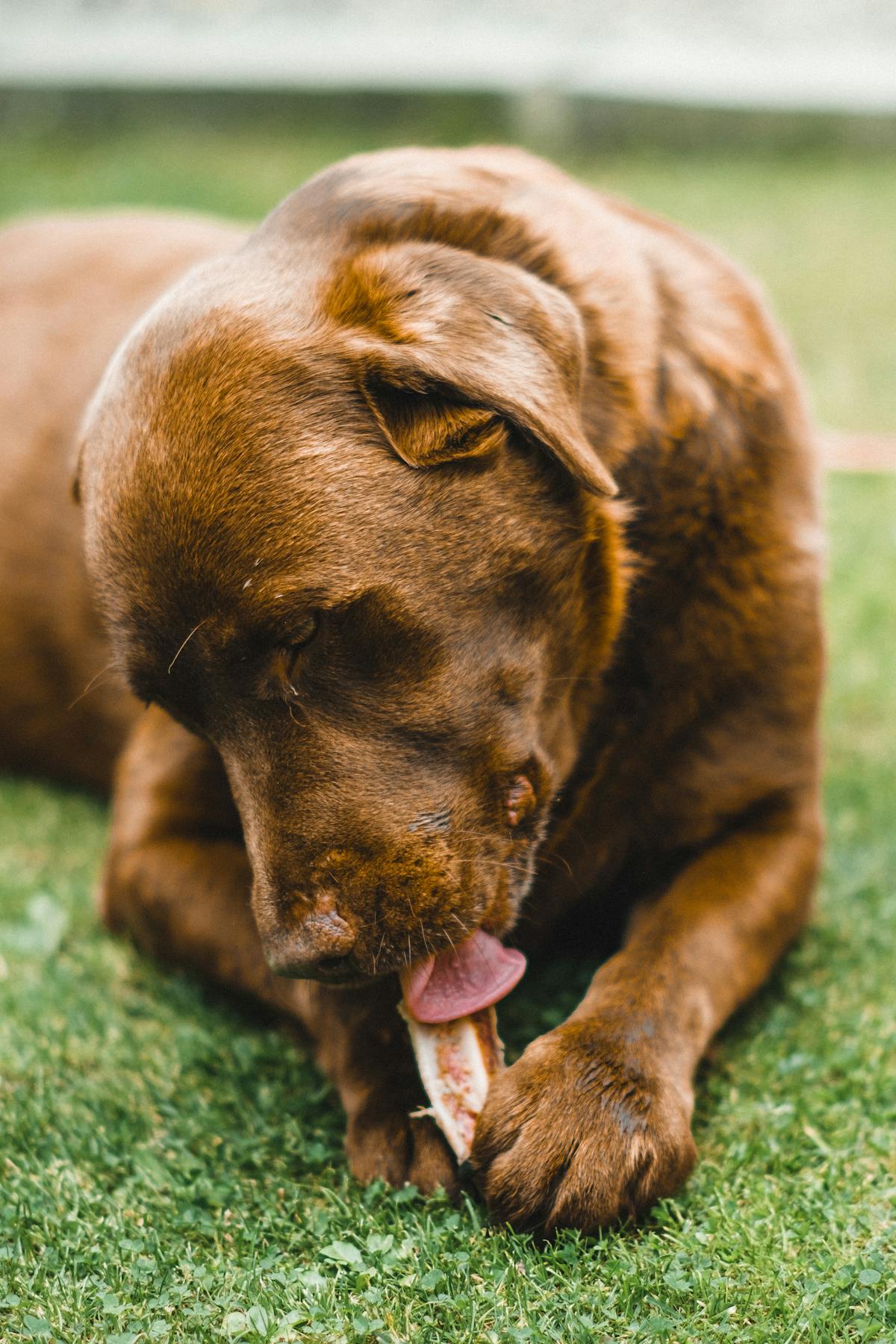 Guía para alimentar a tu perro con huesos crudos de forma segura